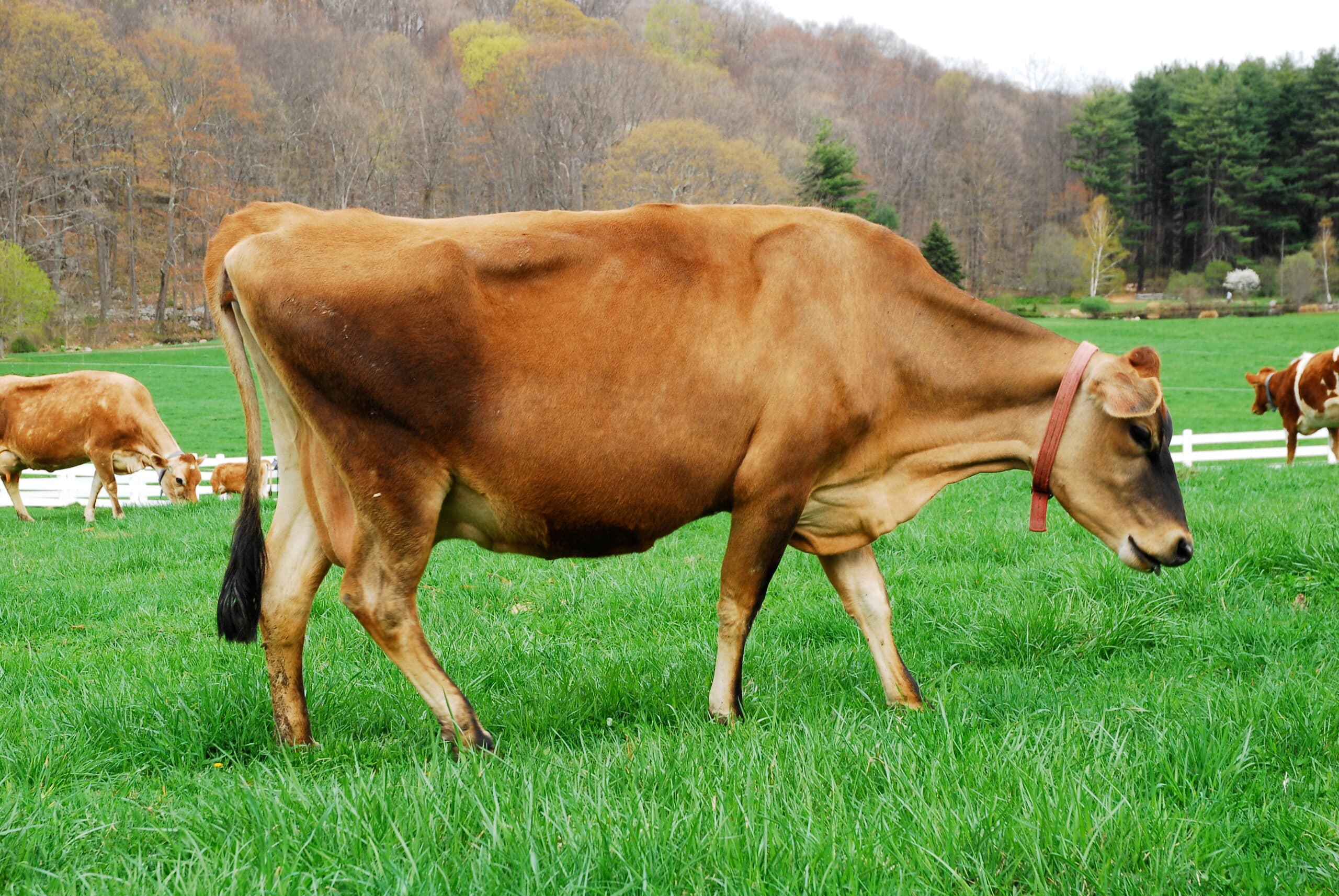 Wide-angle photograph of a pristine dairy farm with green pastures